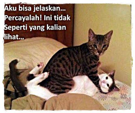 Enak Banget Hidup Kucing Ini...