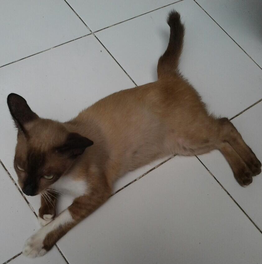 Kucing Siam Betina & Dua Anaknya yang Lucu