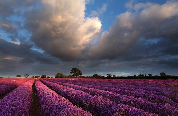 Keindahan Kebun Lavender Somerset Inggris