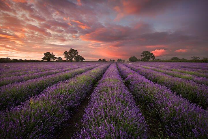 Keindahan Kebun Lavender Somerset Inggris