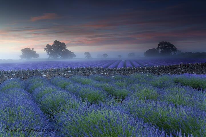 Keindahan Kebun Lavender Somerset Inggris