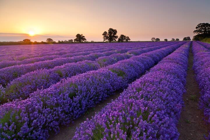 Keindahan Kebun Lavender Somerset Inggris
