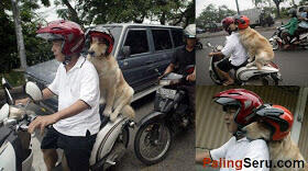 anjing ajh pake helm gan