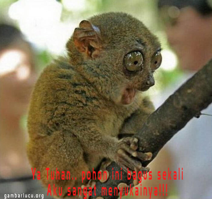 gambar lucu gan, tapi gg tau lucu gag
