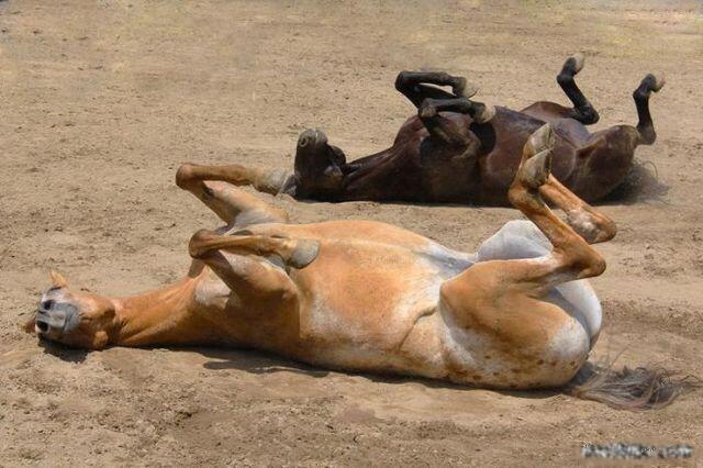 Foto lucu-lucu pasti tersenyum