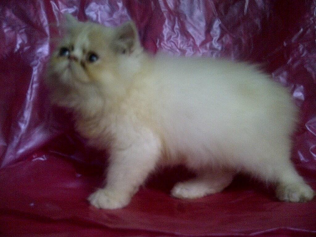 anak kucing persia pignose/pekenose/pesek murah bandung