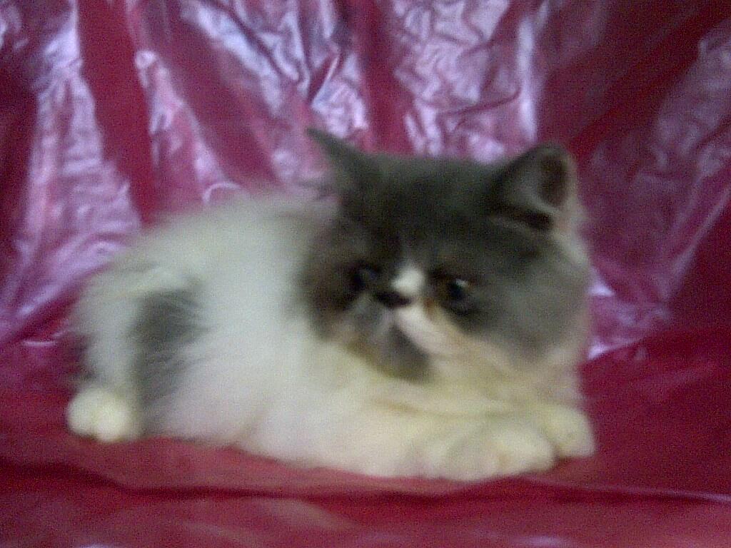 anak kucing persia pignose/pekenose/pesek murah bandung