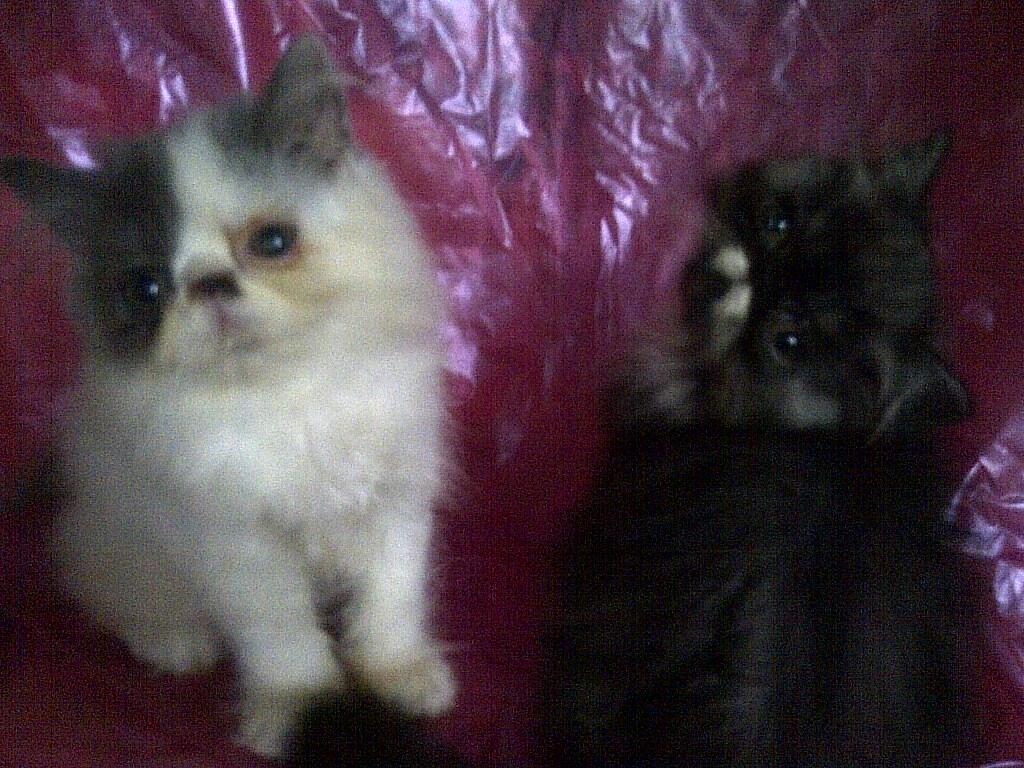 anak kucing persia pignose/pekenose/pesek murah bandung