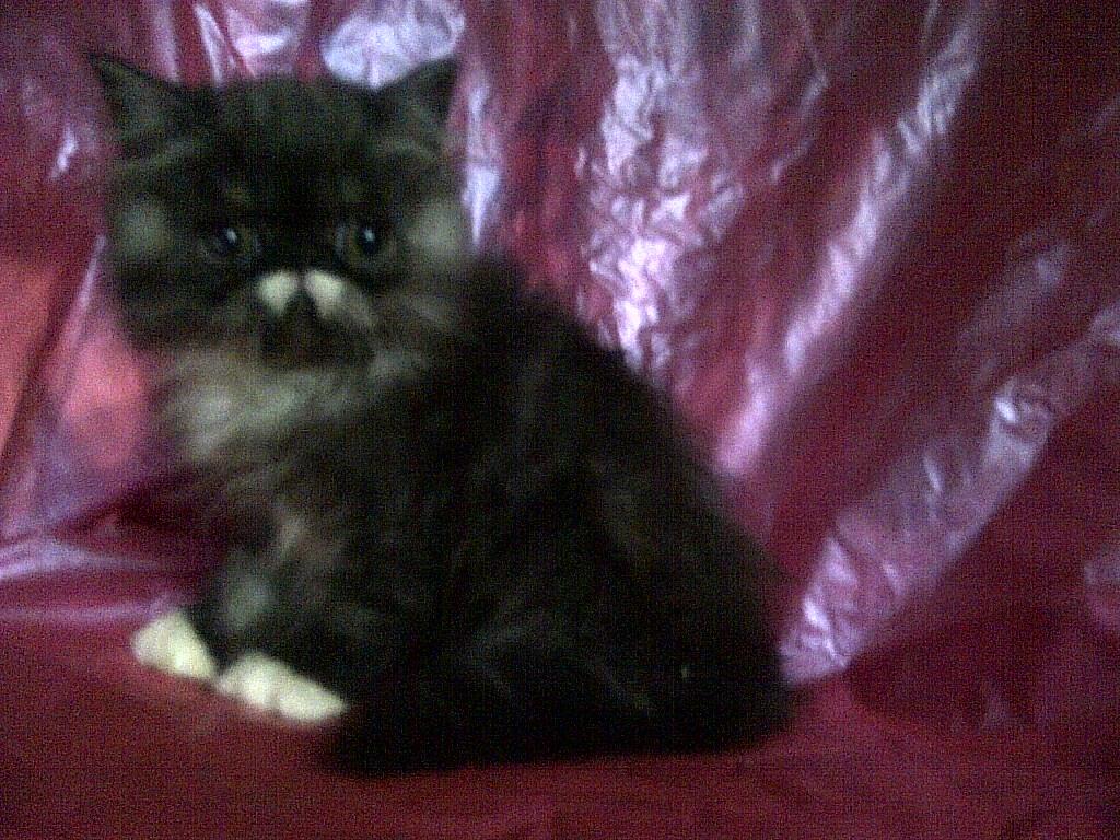 anak kucing persia pignose/pekenose/pesek murah bandung