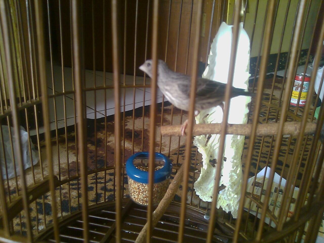 Terjual Sanger Cewek Kaskus