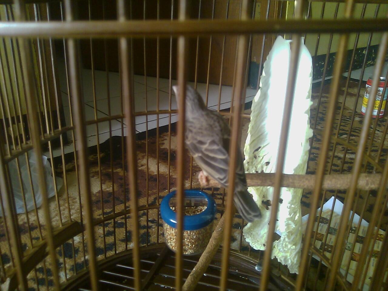 Terjual Sanger Cewek Kaskus