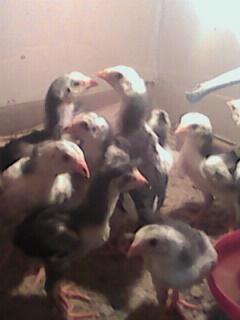 JUAL AYAM BANGKOK DEPOK "UCI FARM"