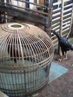 JUAL AYAM BANGKOK DEPOK "UCI FARM"