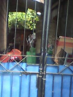 JUAL AYAM BANGKOK DEPOK "UCI FARM"
