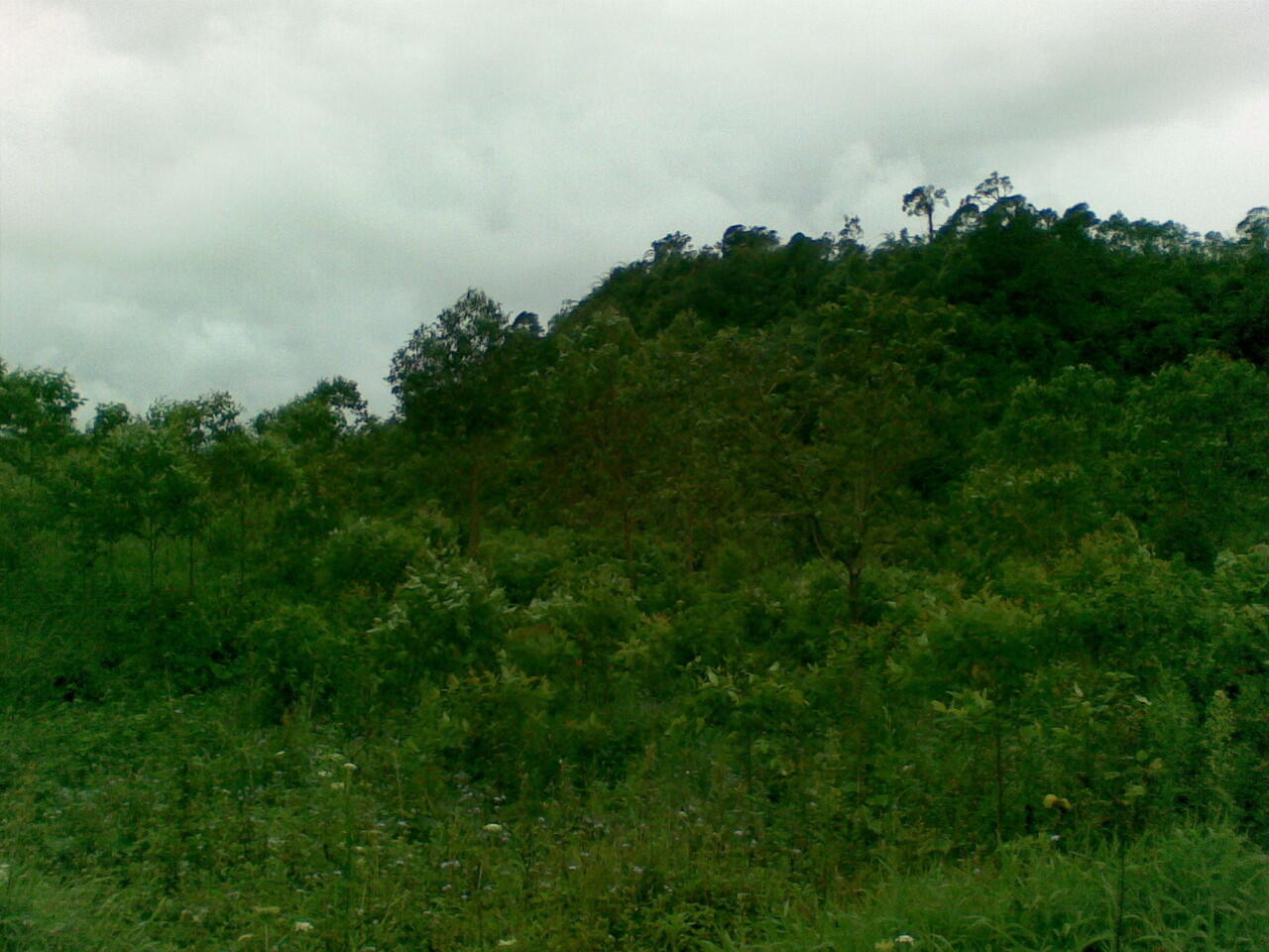 Pemandangan Kebun di Kp. Genteng Kecamatan Cikajang Kab. Garut