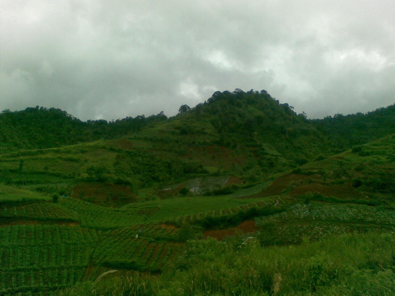 Pemandangan Kebun di Kp. Genteng Kecamatan Cikajang Kab. Garut