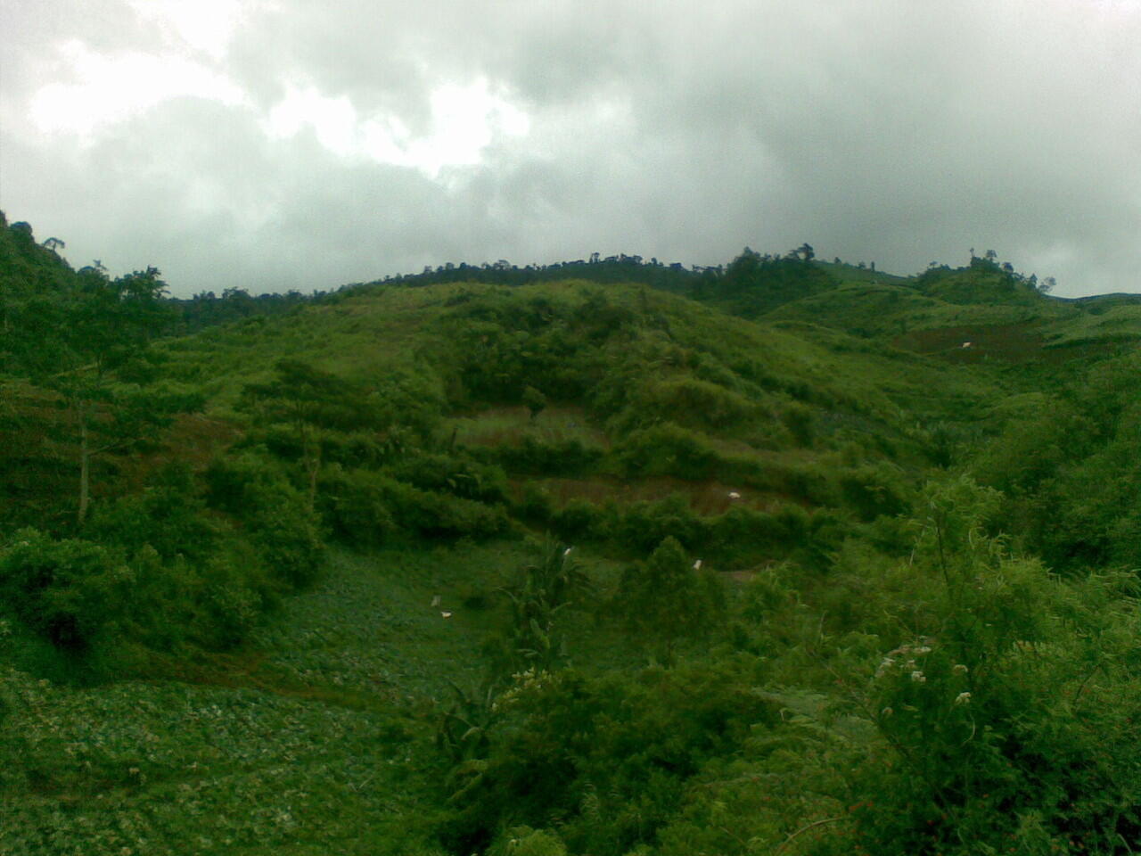 Pemandangan Kebun di Kp. Genteng Kecamatan Cikajang Kab. Garut