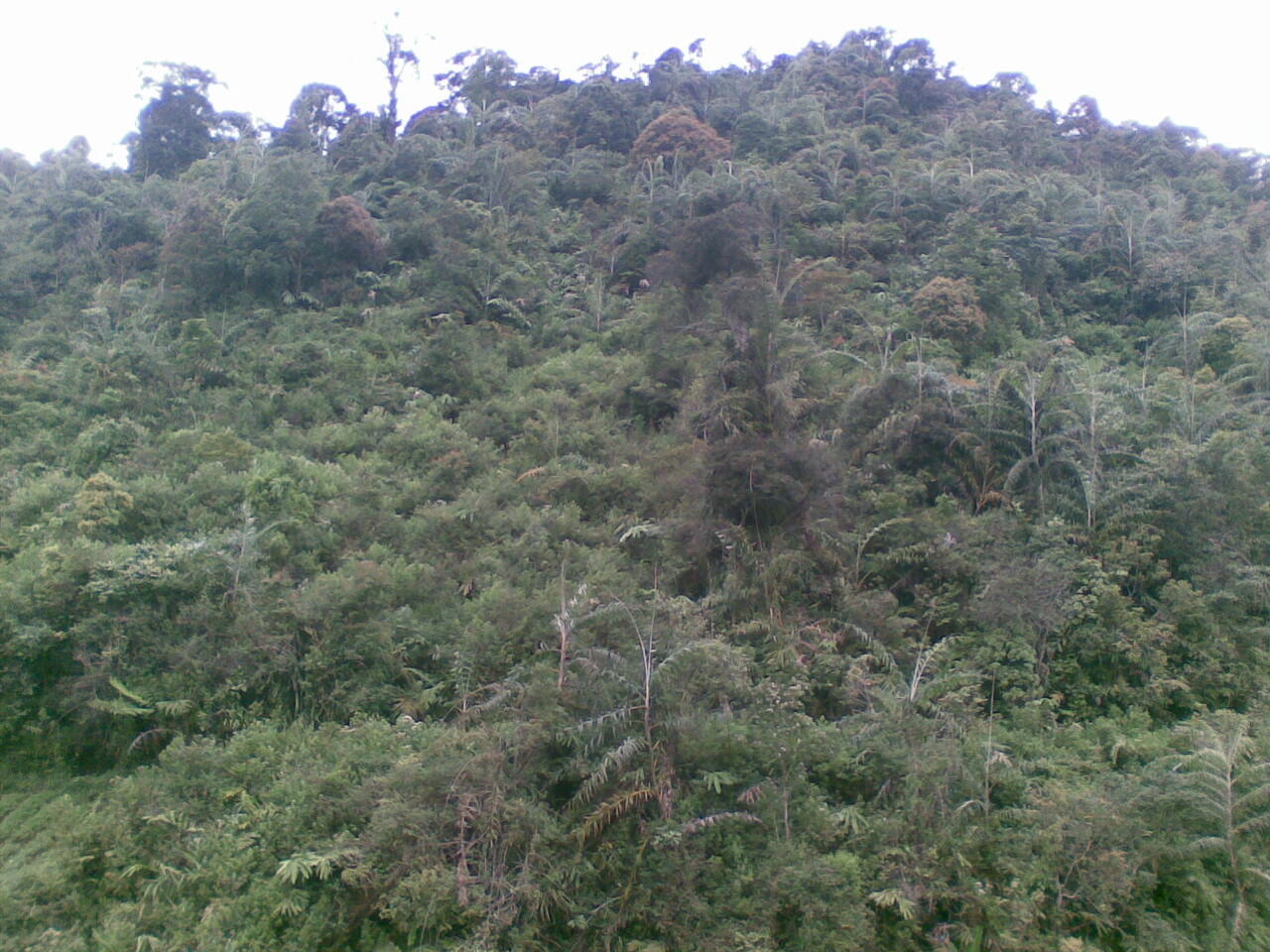 Pemandangan Kebun di Kp. Genteng Kecamatan Cikajang Kab. Garut