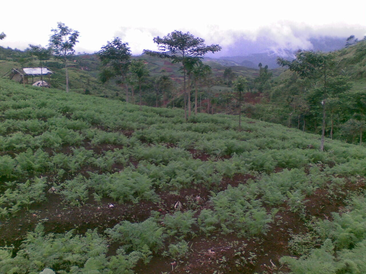 Pemandangan Kebun di Kp. Genteng Kecamatan Cikajang Kab. Garut