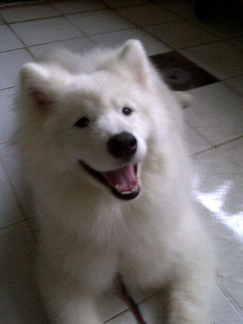 WTS Samoyed Good Quality