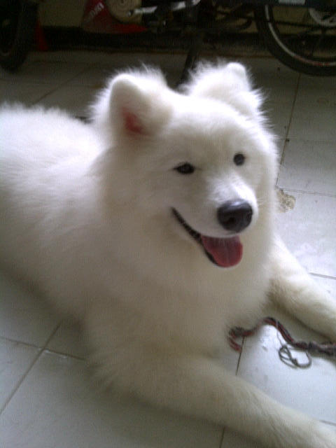 WTS Samoyed Good Quality