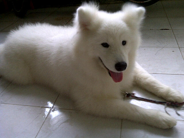 WTS Samoyed Good Quality