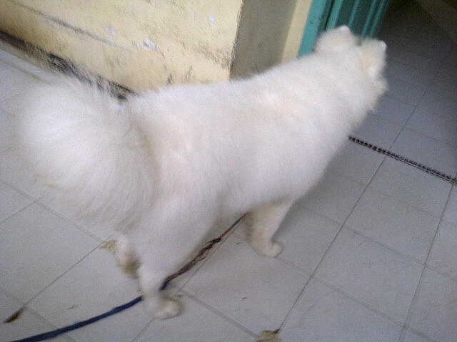 WTS Samoyed Good Quality