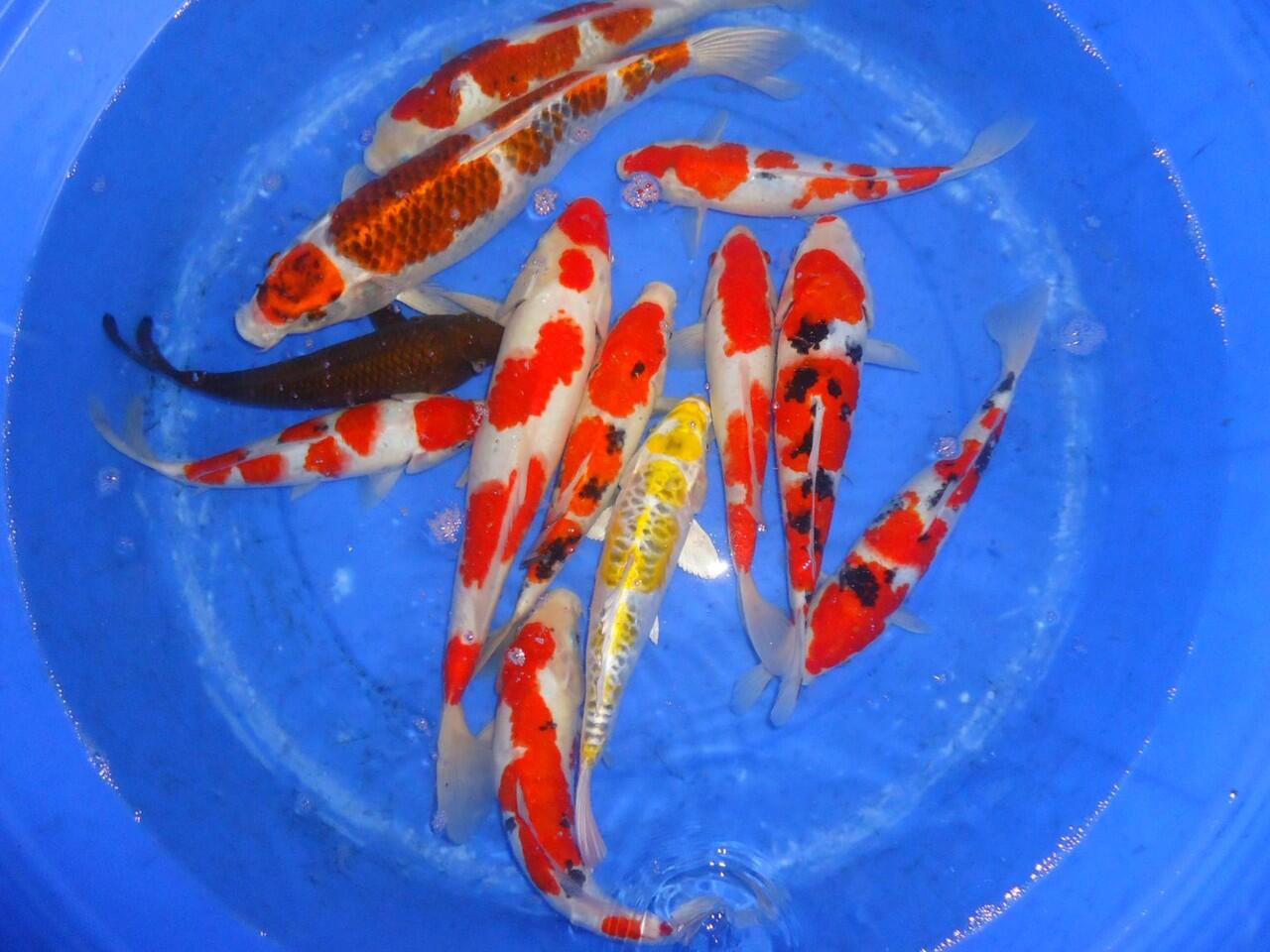 Jual KOI F1 BERKUALITAS DENGAN HARGA MURAH DARI BLITAR
