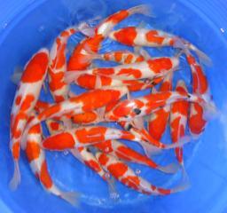 Jual KOI F1 BERKUALITAS DENGAN HARGA MURAH DARI BLITAR