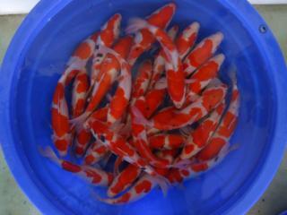 Jual KOI F1 BERKUALITAS DENGAN HARGA MURAH DARI BLITAR