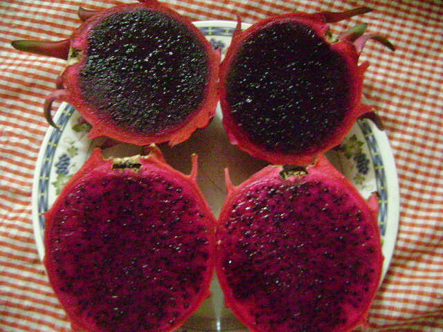 buah naga hitam gan