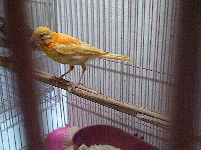 kenari betina merlok