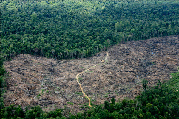 Kerusakan Hutan Di Bumi Indonesia Tercinta (Miris Gan)