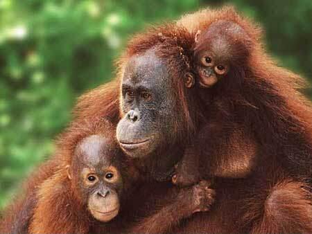 Kerusakan Hutan Di Bumi Indonesia Tercinta (Miris Gan)