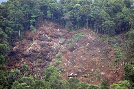 Kerusakan Hutan Di Bumi Indonesia Tercinta (Miris Gan)