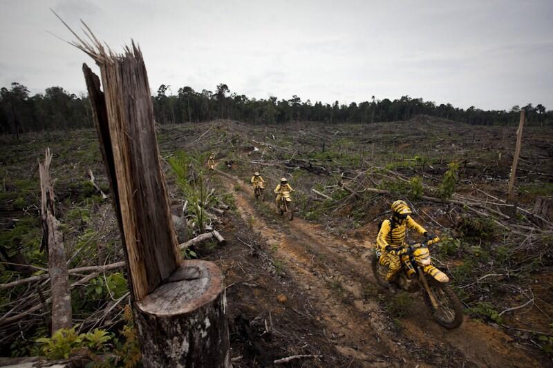 Kerusakan Hutan Di Bumi Indonesia Tercinta (Miris Gan)