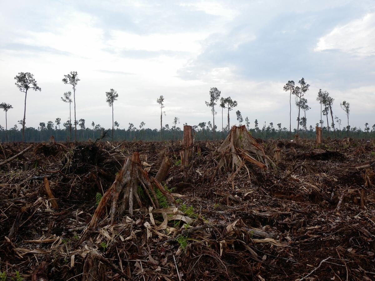 Kerusakan Hutan Di Bumi Indonesia Tercinta (Miris Gan)