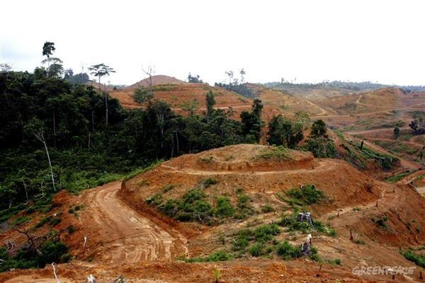 Kerusakan Hutan Di Bumi Indonesia Tercinta (Miris Gan)