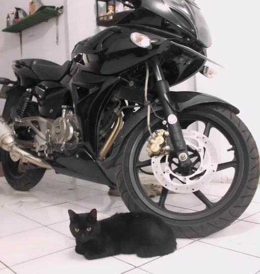 Mengapa Kucing Hitam Menjadi Simbol Horror 