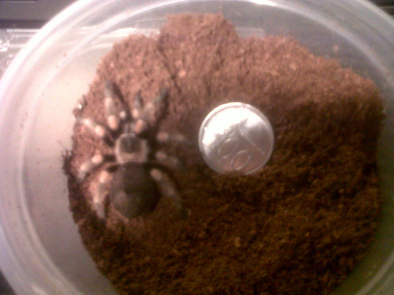 Tarantula import Murmer gila harga borongan aja (GBB 10cm,ALBICEP 10cm,SMITHI 5cm)