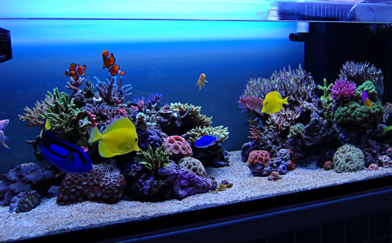 Macam Macam Kreasi Hias Aquarium (+PICT)