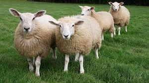 Kota Paris Ganti Mesin Pemotong Rumput dengan Domba
