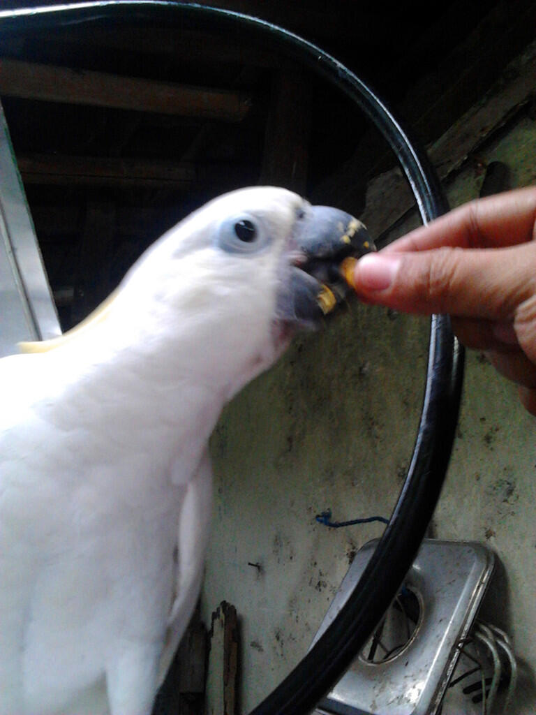 Jual kakatua,kaka tua,kakatua jambul kuning,