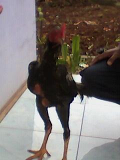 JUAL AYAM BANGKOK HARGA MURAH MERIAH