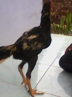 JUAL AYAM BANGKOK HARGA MURAH MERIAH
