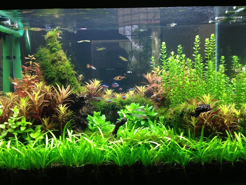 Aquascape For Everyone Page 187 Kaskus