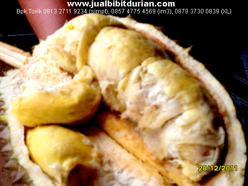bibit durian bawor musang king durian montong merah bibit durian bawor musang king durian montong merah