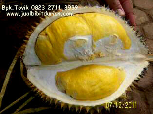 bibit durian bawor musang king durian montong merah bibit durian bawor musang king durian montong merah