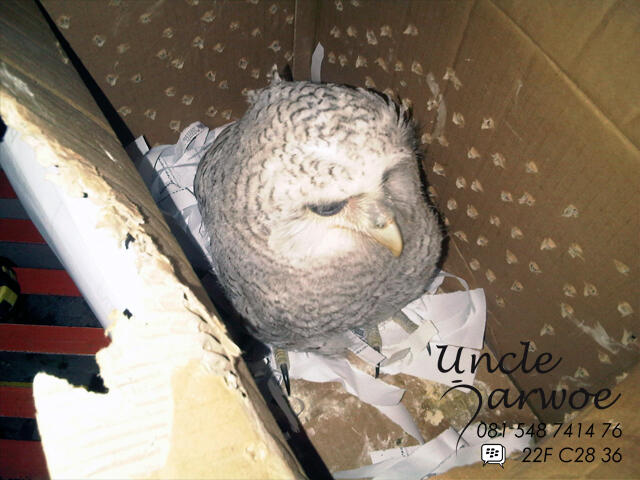 BARN OWL CHICK to BRANCHER