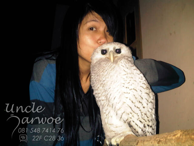 BARN OWL CHICK to BRANCHER